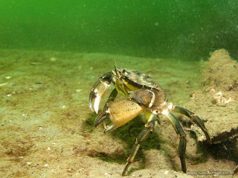 Strandkrab, Scharendijke, Nederland, april 2014